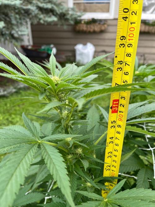 26 The Godfather. Week 14 - Aug 6 Day 97