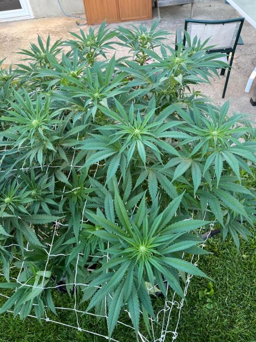 Godfather OG. Week 14