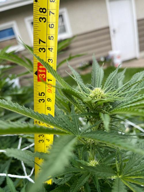 26 Gorilla Cookies Fast. Week 14 - Aug 6 Day 97