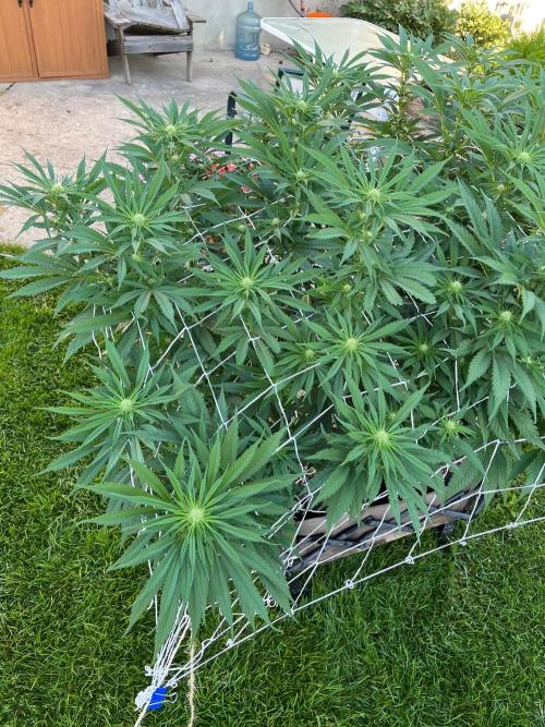 26 Gorilla Cookies Fast. Week 14 - Aug 7 Day 98