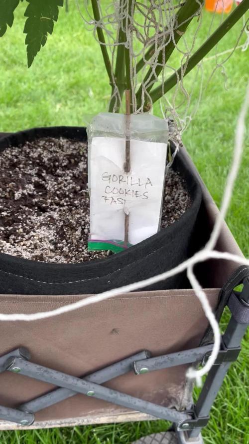 26 Gorilla Cookies Fast