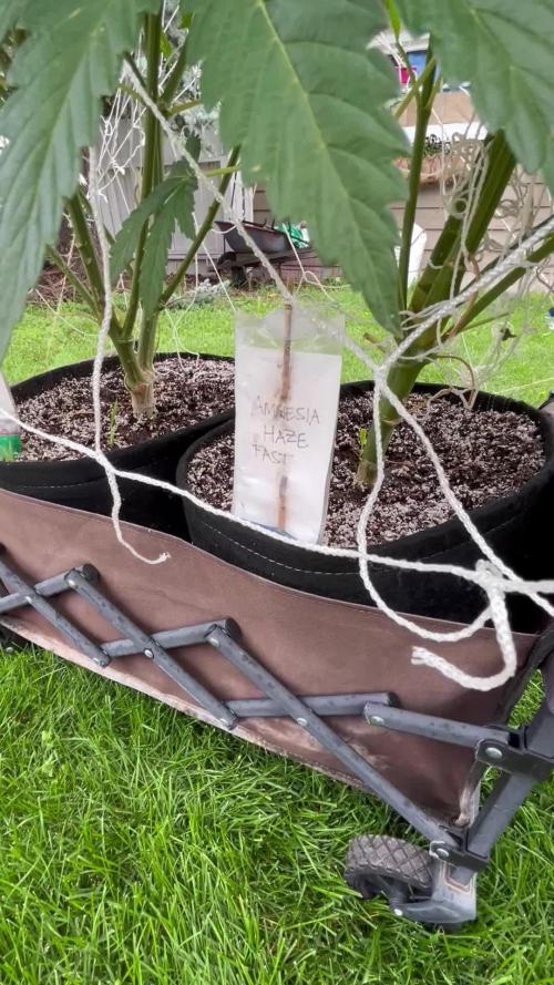 26 Amnesia Haze Fast