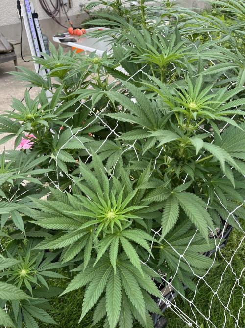 26 Amnesia Haze Fast. Week 15 - Aug 8 Day 99