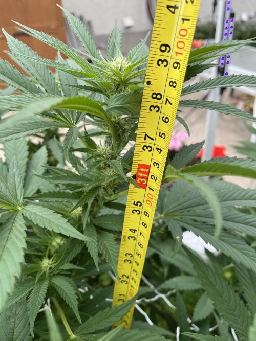 26 The Godfather. Week 15 - Aug 8 Day 99