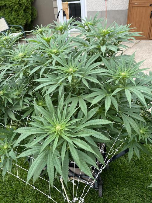 26 The Godfather. Week 15 - Aug 8 Day 99