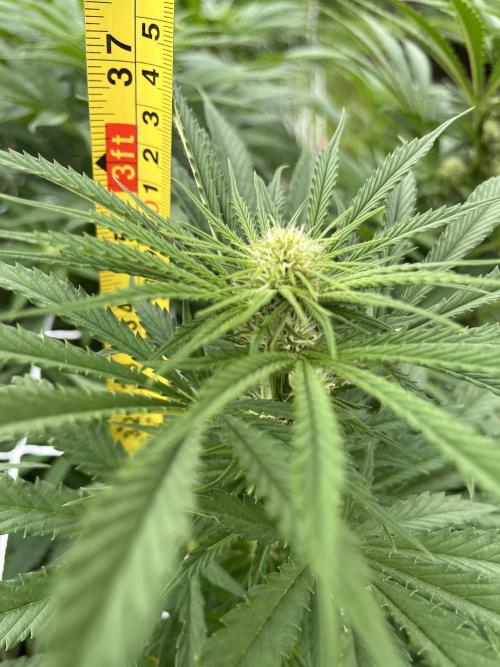 26 Gorilla Cookies Fast. Week 15 - Aug 8 Day 99