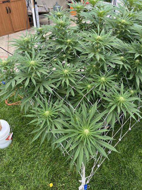 26 Gorilla Cookies Fast. Week 15 - Aug 8 Day 99