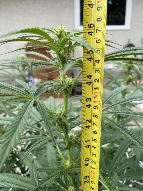 26 Purple Ghost Candy. Week 15 - Aug 8 Day 99