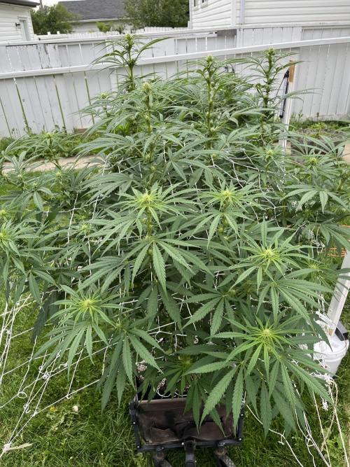 26 Purple Ghost Candy. Week 15 - Aug 8 Day 99