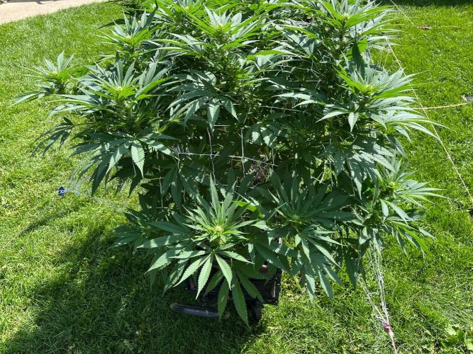 26 Amnesia Haze Fast. Week 15 - Aug 9 Day 100
