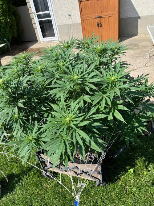 Godfather OG. Week 15