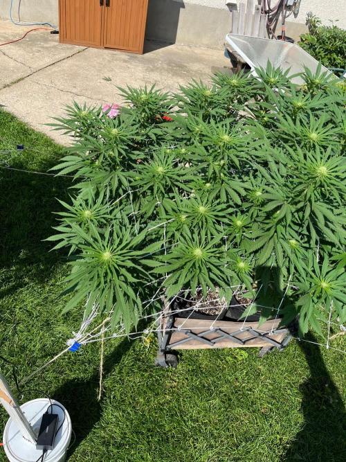26 Gorilla Cookies Fast. Week 15 - Aug 9 Day 100