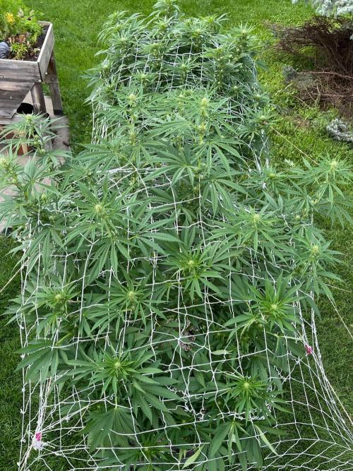26 Purple Ghost Candy. Week 15 - Both wagons all four plants