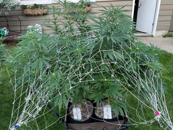 26 Amnesia Haze Fast. Week 15 - Aug 9 Day 100