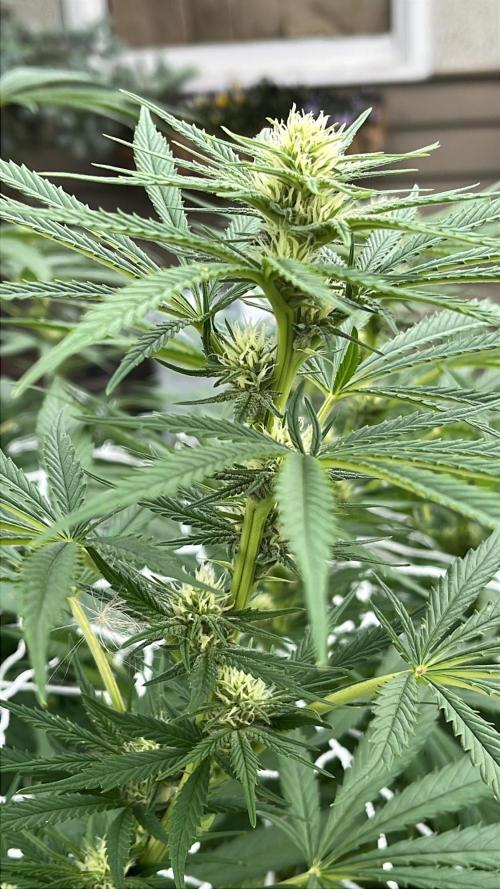 26 Purple Ghost Candy. Week 15 - Aug 10 Day 101