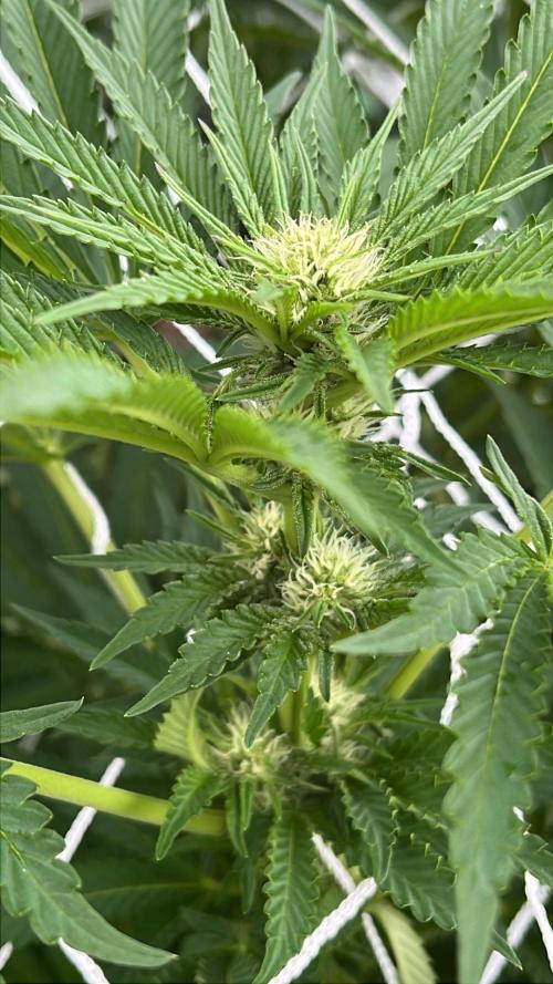 26 Amnesia Haze Fast. Week 15 - Aug 10 Day 101