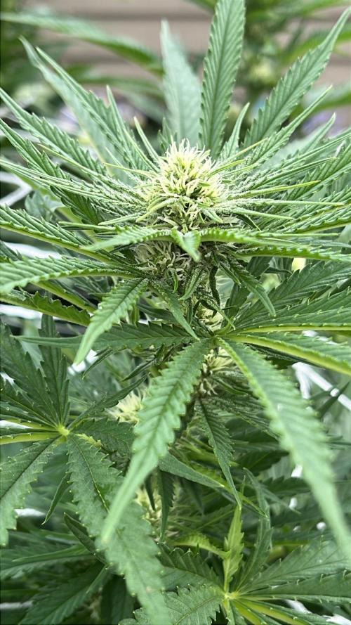 26 Gorilla Cookies Fast. Week 15 - Aug 10 Day 101