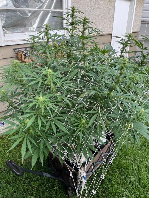 26 Purple Ghost Candy. Week 15 - Aug 11 Day 102