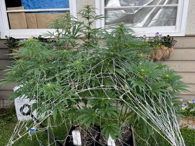 26 Amnesia Haze Fast. Week 15 - Aug 11 Day 102 in the Sativa Wagon