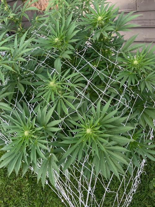 26 Amnesia Haze Fast. Week 15 - Aug 11 Day 102