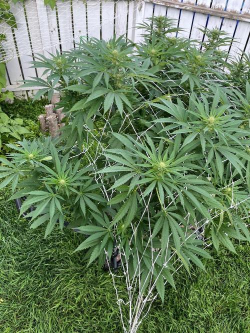 26 The Godfather. Week 15 - Aug 11 Day 102