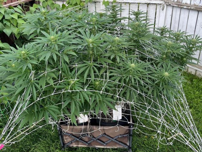 26 Gorilla Cookies Fast. Week 15 - Aug 11 Day 102 in the G Wagon