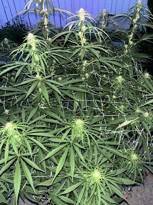 26 Purple Ghost Candy. Week 15 - Aug 11 Day 102 before red light