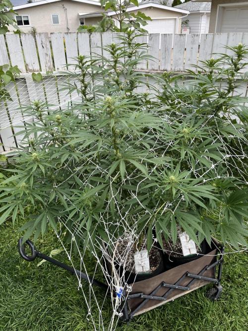 26 Purple Ghost Candy. Week 15 - Aug 12 Day 103