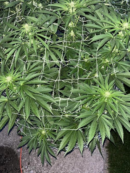 26 Amnesia Haze Fast. Week 15 - Aug 11 Day 102 flash pics before red light