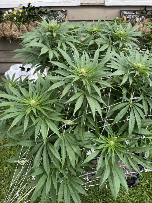26 The Godfather. Week 15 - Aug 12 Day 103