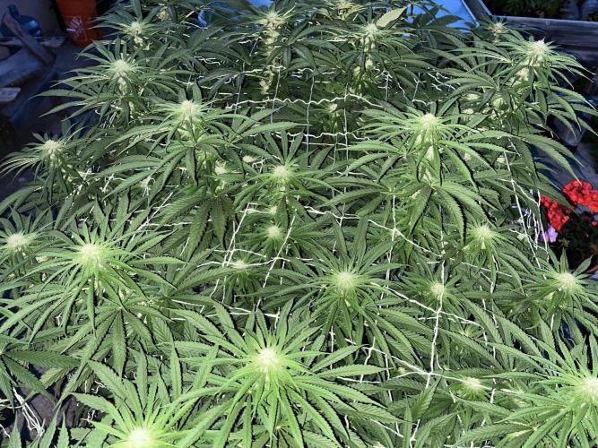 26 Gorilla Cookies Fast. Week 15 - Aug 11 Day 102 flash pics before before before red light