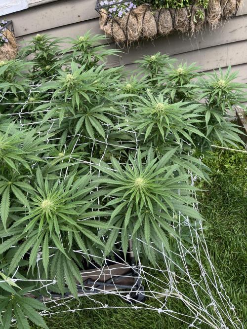 26 Gorilla Cookies Fast. Week 15 - Aug 12 Day 103