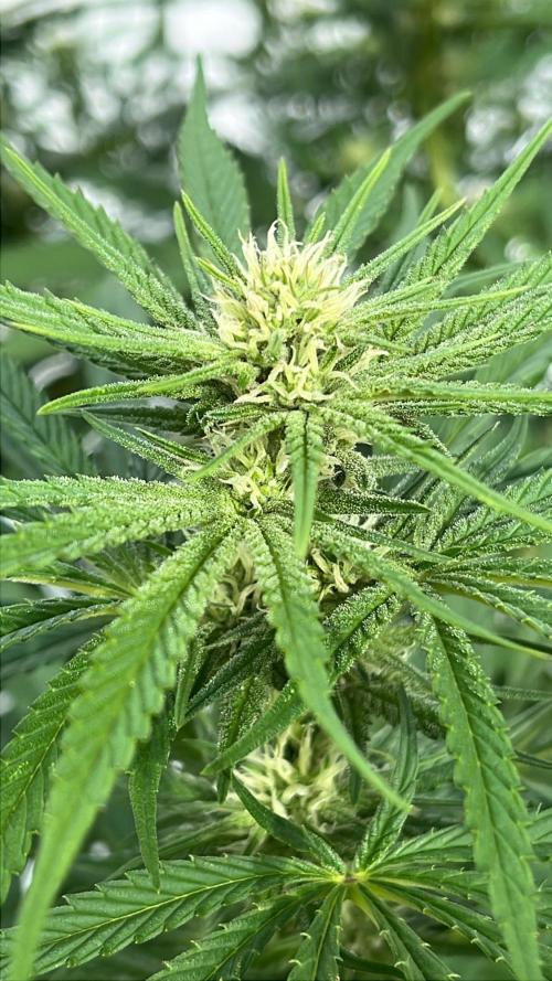 26 Purple Ghost Candy. Week 15 - Aug 13 Day 104