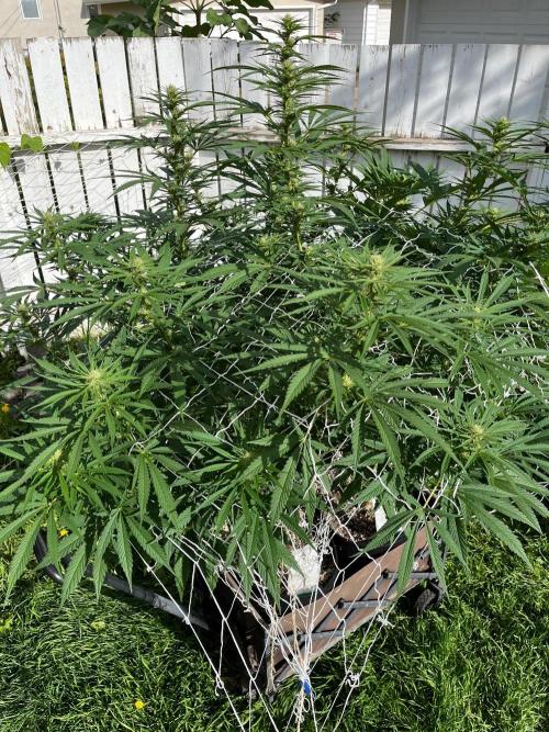 26 Purple Ghost Candy. Week 15 - Aug 13 Day 104