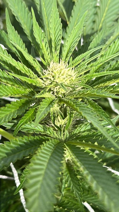 26 Amnesia Haze Fast. Week 15 - Aug 13 Day 104