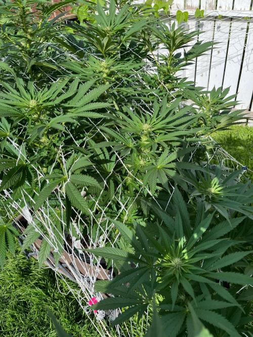 26 Amnesia Haze Fast. Week 15 - Aug 13 Day 104