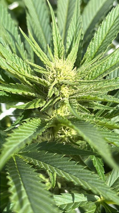26 The Godfather. Week 15 - Aug 13 Day 104