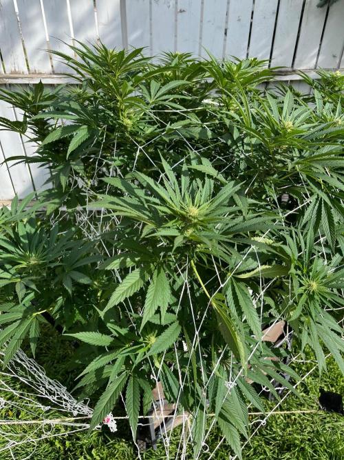 26 The Godfather. Week 15 - Aug 13 Day 104