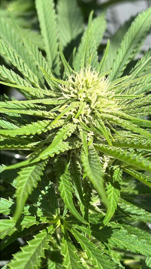 26 Gorilla Cookies Fast. Week 15 - Aug 13 Day 104