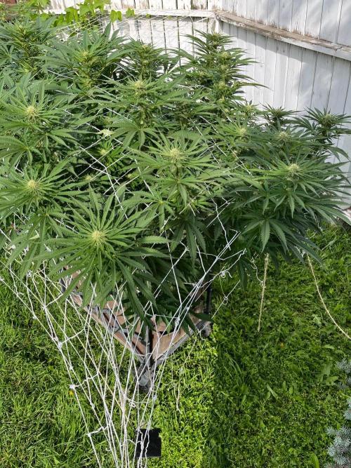 26 Gorilla Cookies Fast. Week 15 - Aug 13 Day 104