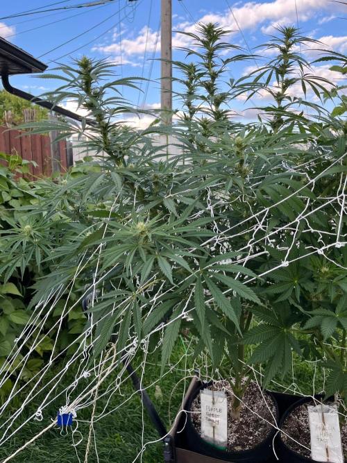 26 Purple Ghost Candy. Week 15 - Aug 14 Day 105