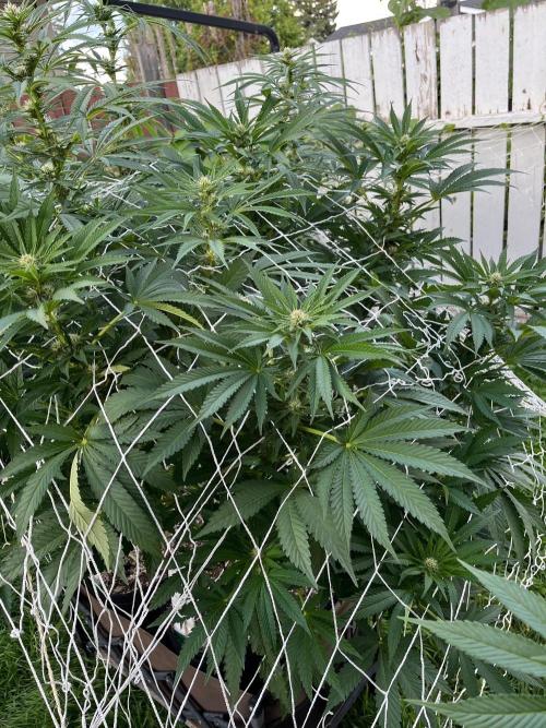 26 Amnesia Haze Fast. Week 15 - Aug 14 Day 105