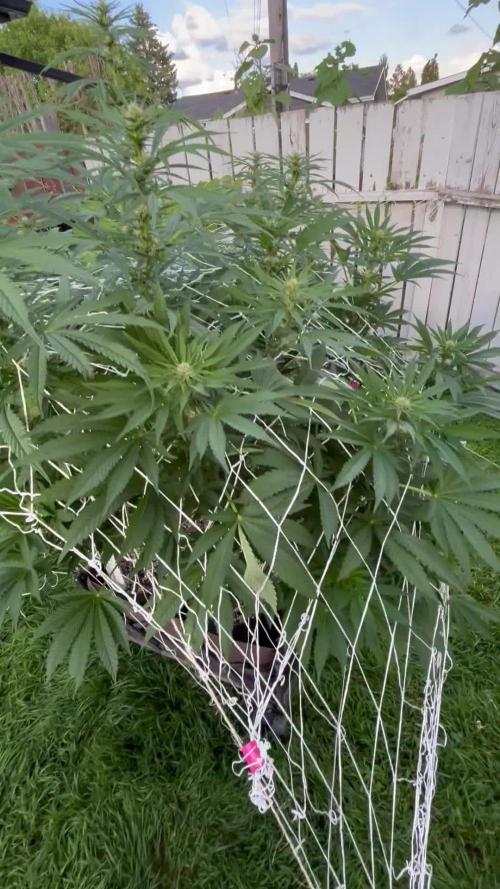 26 Amnesia Haze Fast