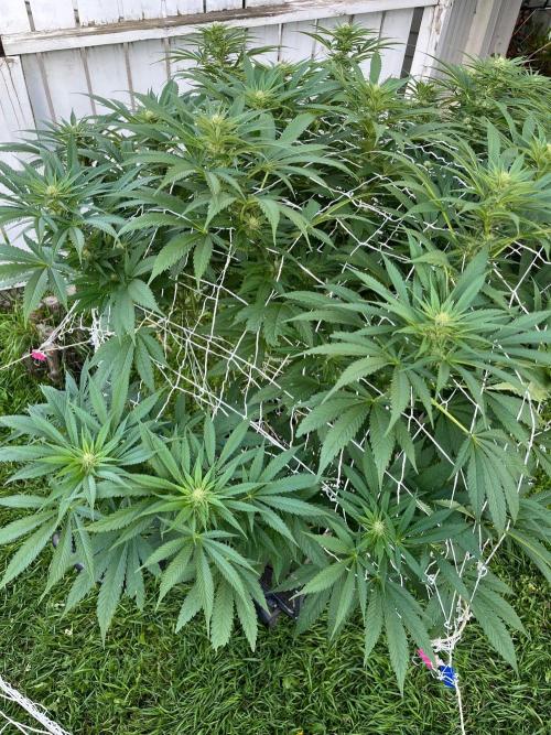 26 The Godfather. Week 15 - Aug 14 Day 105