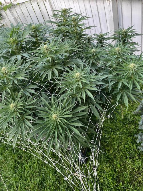 26 Gorilla Cookies Fast. Week 15 - Aug 14 Day 105