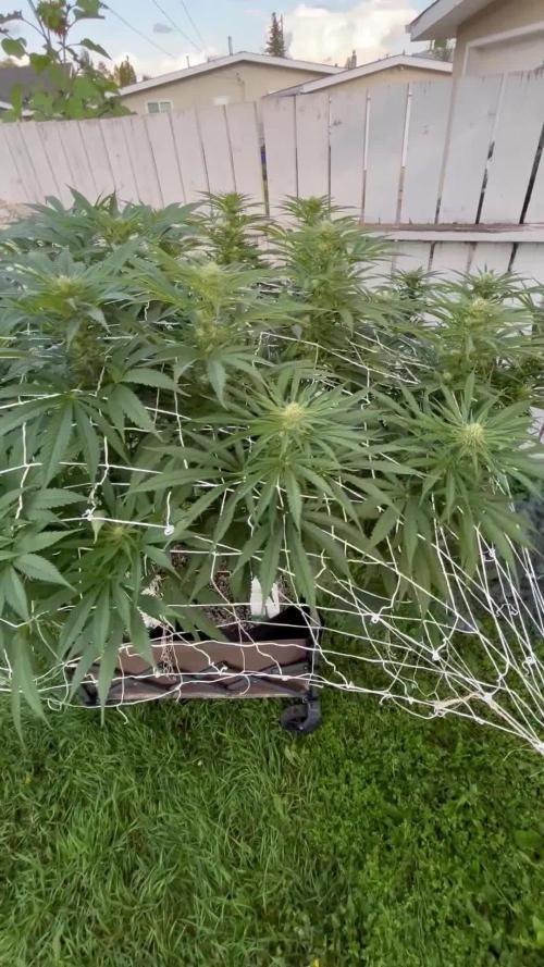 26 Gorilla Cookies Fast