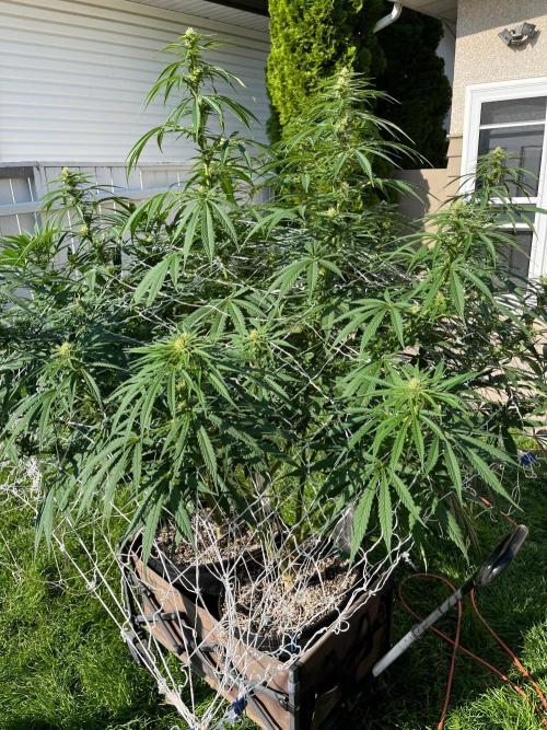 26 Purple Ghost Candy. Week 16 - Aug 15 Day 106