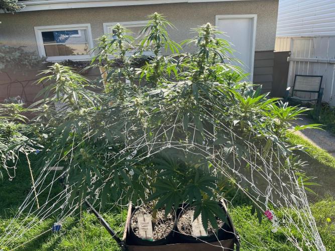 26 Purple Ghost Candy. Week 16 - Aug 15 Day 106