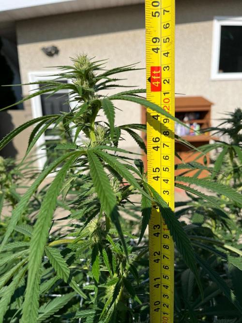 26 Purple Ghost Candy. Week 16 - Aug 15 Day 106