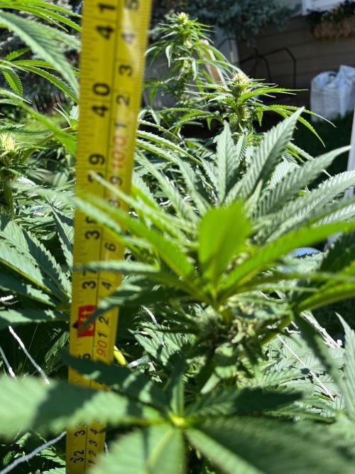 26 Amnesia Haze Fast. Week 16 - Aug 15 Day 106
